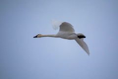 Cygnus columbianus columbianus