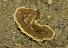 Arthurdendyus triangulatus