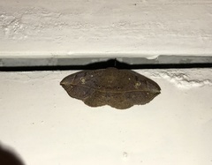 Anticarsia gemmatalis