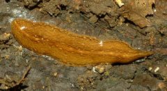 Australopacifica mariae