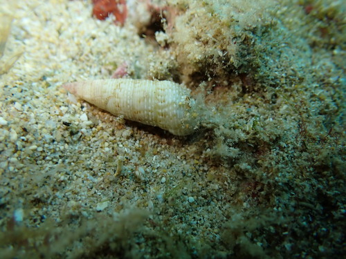 Cerithium nesioticum observed 2025-08-17
