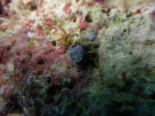 Disporella violacea observed 2025-08-17