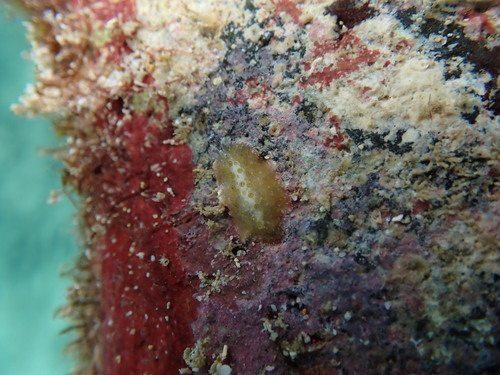 Thysanozoon tentaculatum observed 2025-08-17