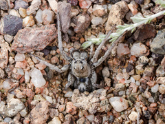 Alopecosa marikovskyi