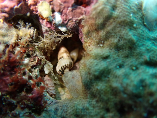 Cerithium egenum observed 2025-08-17