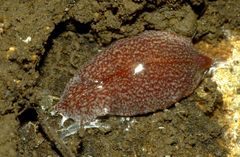 Australopacifica spectabilis