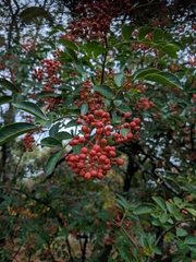 Zanthoxylum simulans