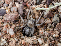 Alopecosa marikovskyi