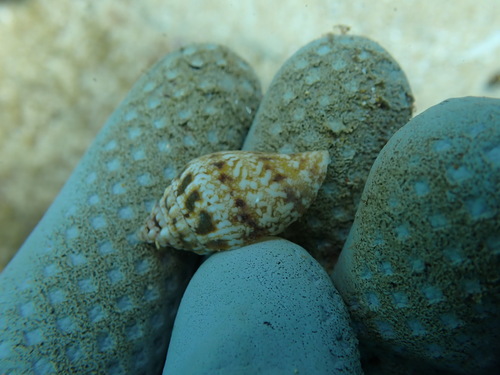 Strombus maculatus observed 2025-08-17