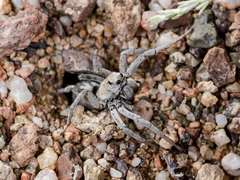 Alopecosa marikovskyi