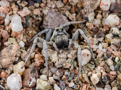 Alopecosa marikovskyi
