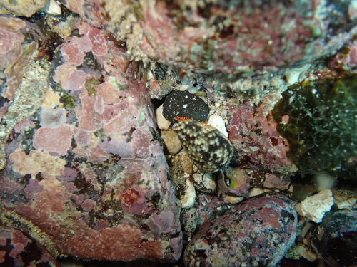Trizopagurus observed 2025-08-17