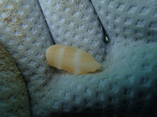 Cypraea isabella observed 2025-08-17