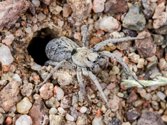 Alopecosa marikovskyi