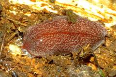 Australopacifica spectabilis