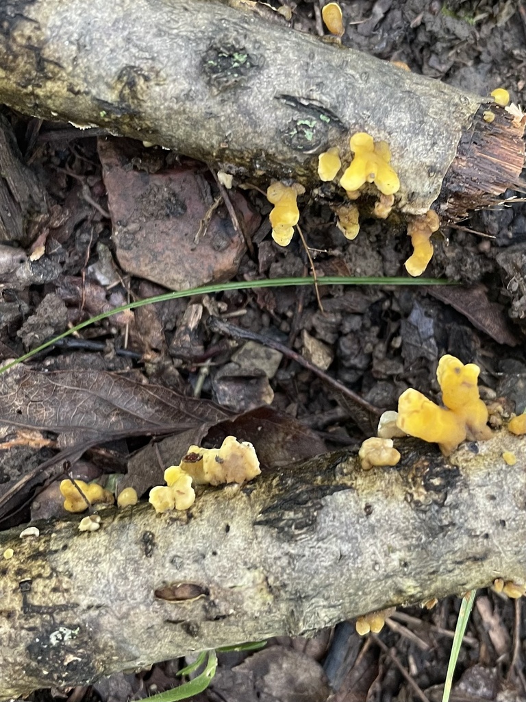 Femsjonia sp. 'IN01'