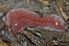 Australopacifica spectabilis