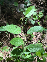 Pleurolobus gangeticus, photograph 黃美滿, CC BY, iNaturalist via GBIF