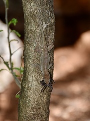 Anolis jubar oriens