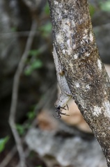 Anolis jubar oriens