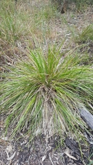 Lomandra densiflora