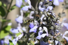 Ancistrocerus bustamente