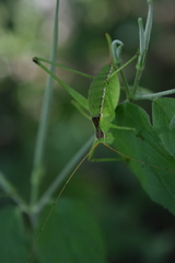 Rhabdocerca caudelli