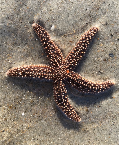 Forbes's Sea Star photographed in North Carolina