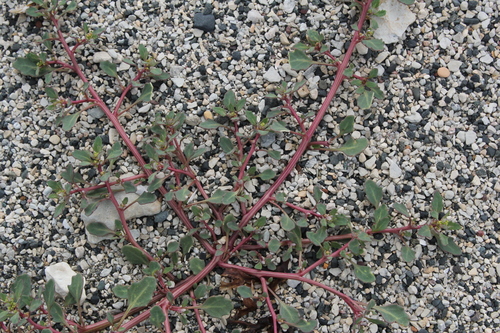 Saline Goosefoot (Oxybasis salina)