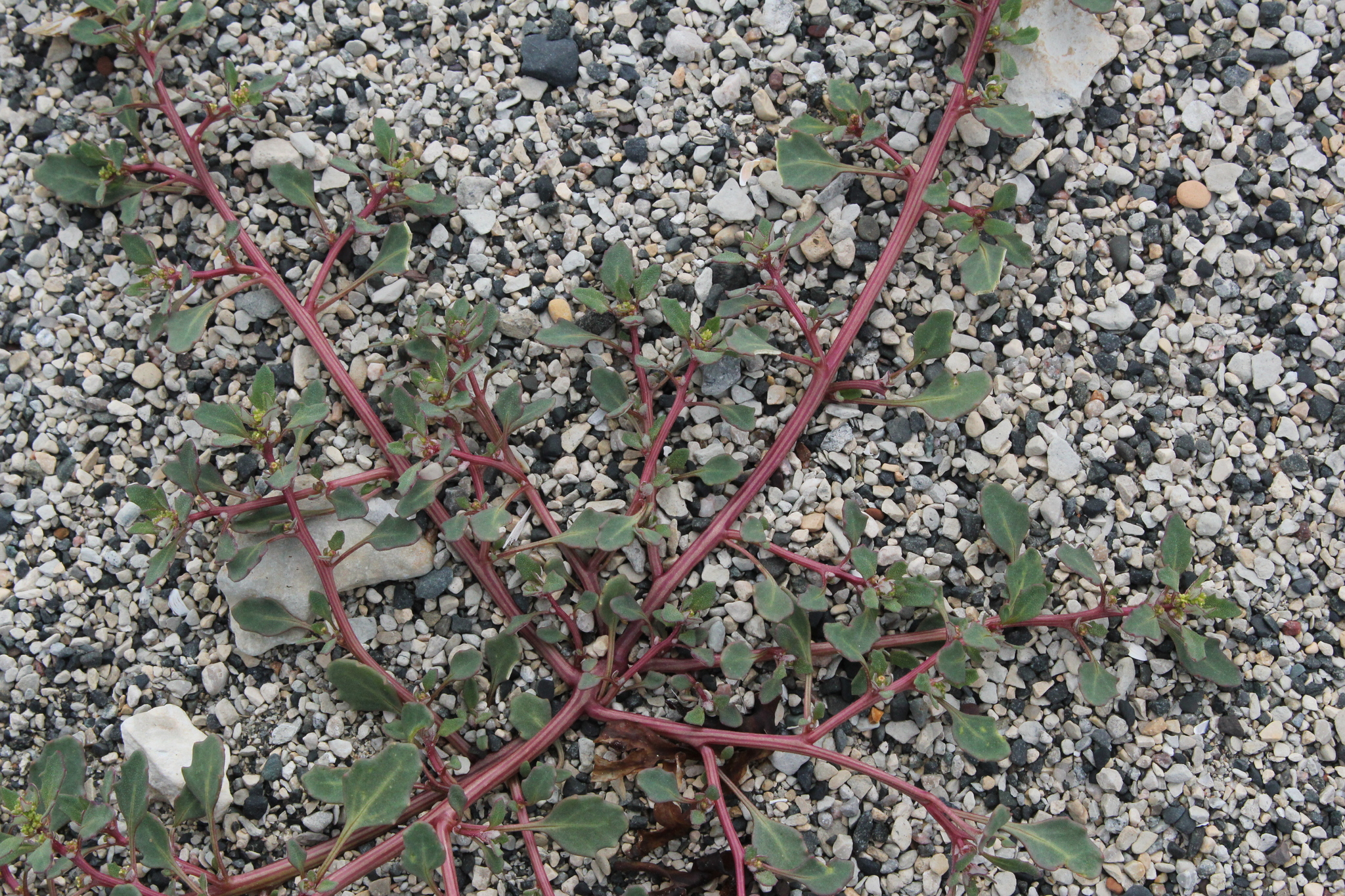 Saline Goosefoot (Oxybasis salina)