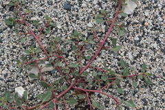 Oxybasis glauca salina