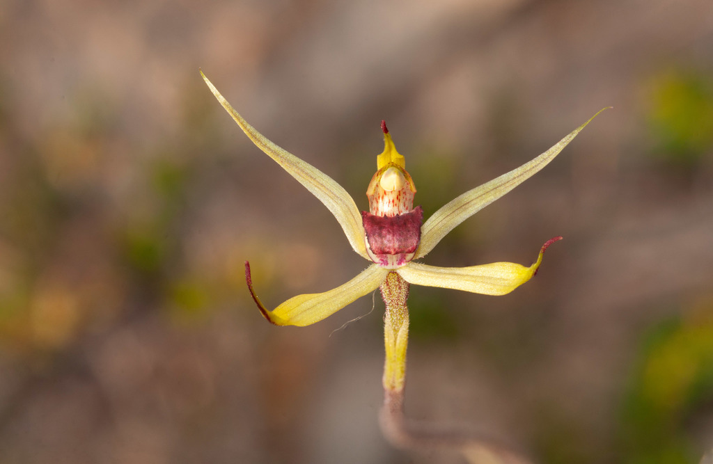 Caladenia leptochila