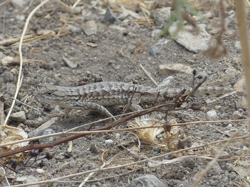 Western Fence Lizard