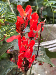 (c) capacoscar, some rights reserved (CC BY) Ruellia chartacea, photograph (c) capacoscar, some rights reserved (CC BY)