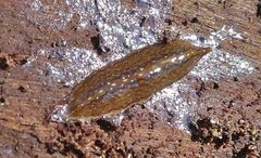 Australopacifica mariae