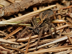 Venatrix pseudospeciosa