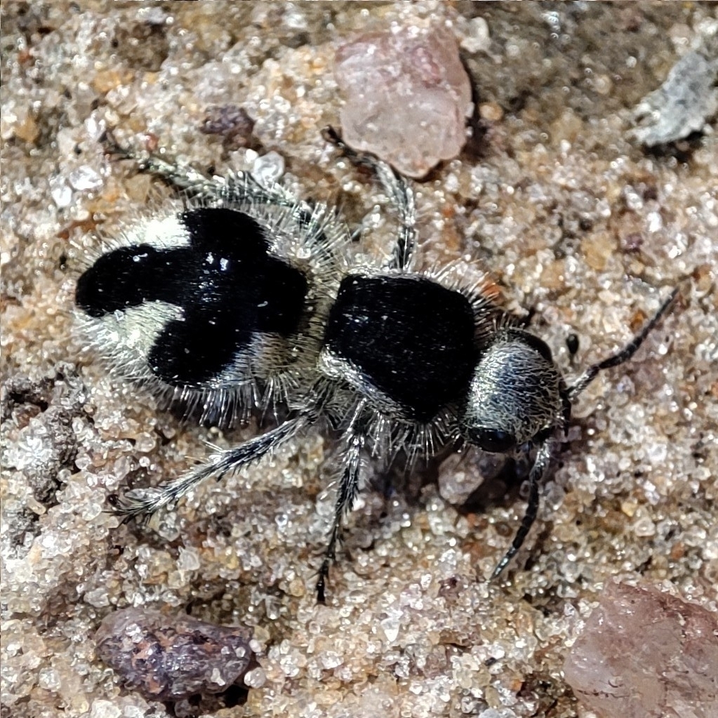 Tallium aracati