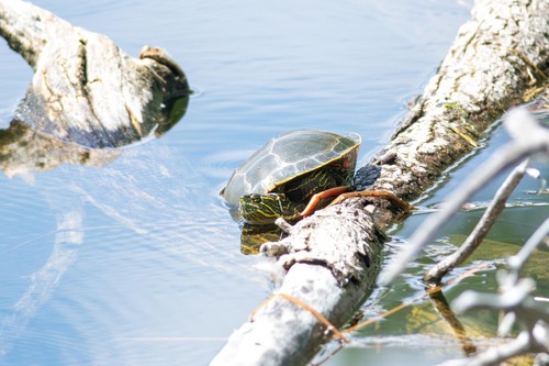 iNaturalist observation 2025-08-11