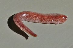 Australopacifica spectabilis