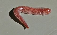 Australopacifica spectabilis