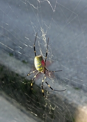 Trichonephila clavata