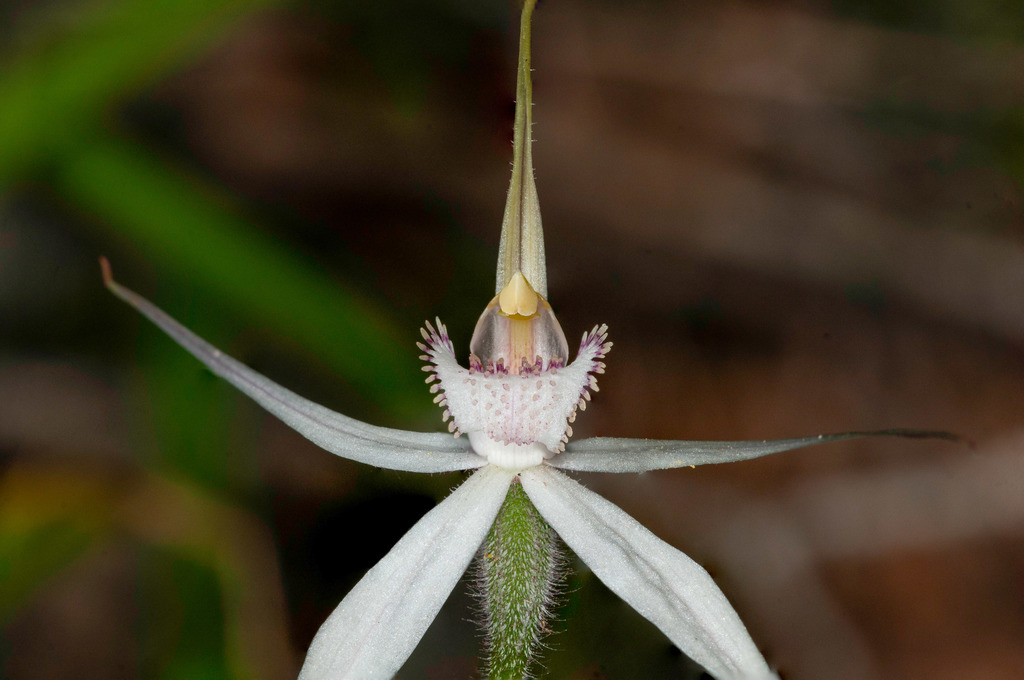 Caladenia rigida