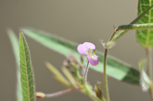 Desmodium procumbens