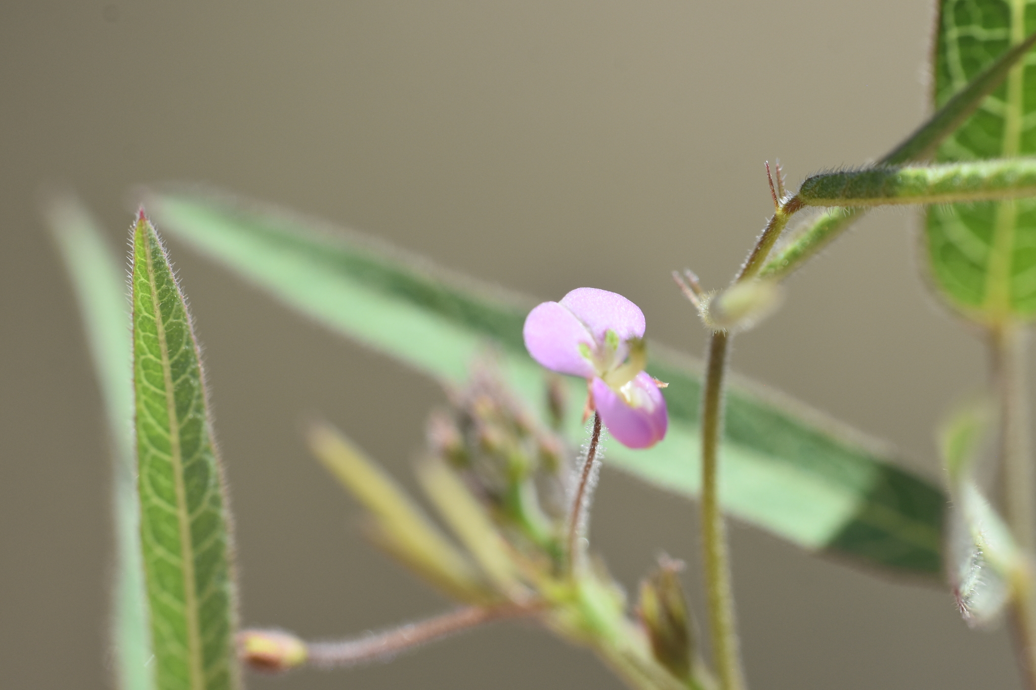 Desmodium procumbens