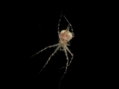 Tamopsis brisbanensis