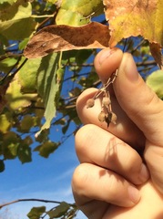 Tilia americana americana