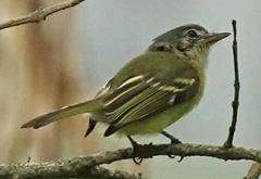 Tolmomyias sulphurescens