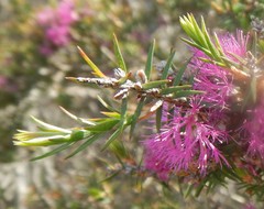 Melaleuca wilsonii