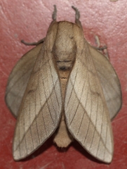 Citioica homoea
