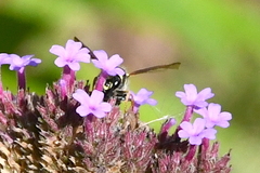 Ancistrocerus bustamente